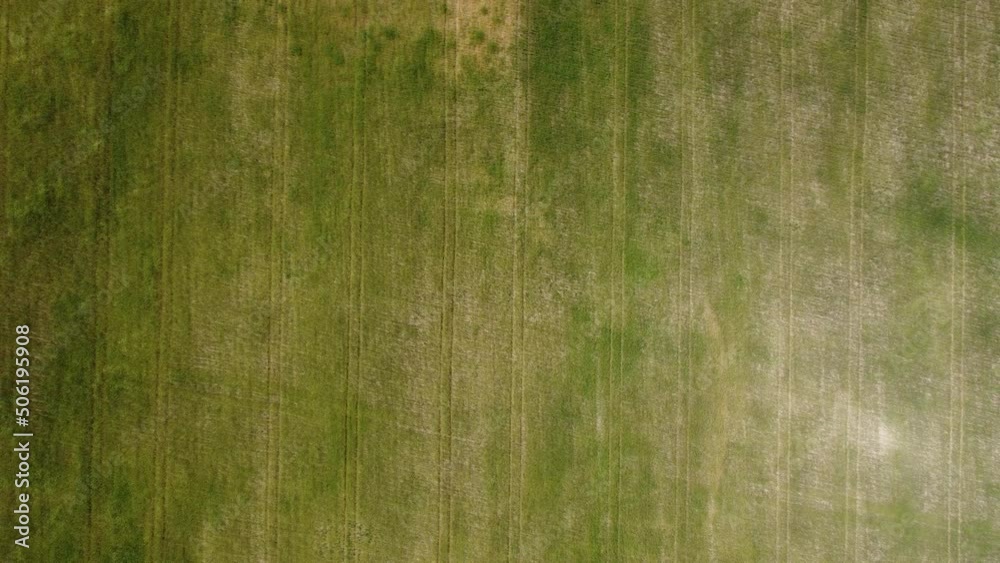 Aerial view on Green wheat field in countryside. Field of wheat blowing in the wind at sunny spring day, like waves of sea. Ears of barley crop in nature. Agronomy, industry and food production. Aerial view on Green wheat field in countryside. Field of wheat blowing in the wind at sunny spring day, like waves of sea. Ears of barley crop in nature. Agronomy, industry and food production.