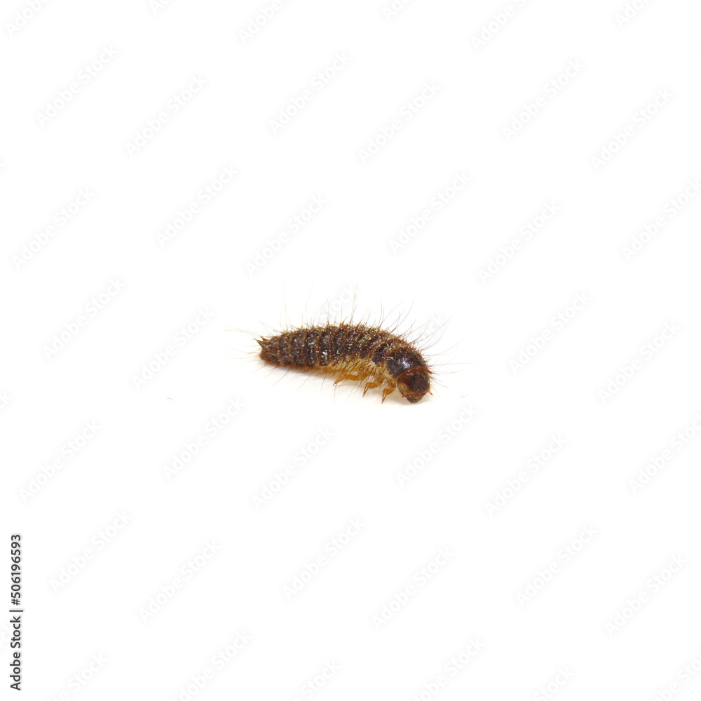 細かい毛が生えているカツオブシムシの幼虫