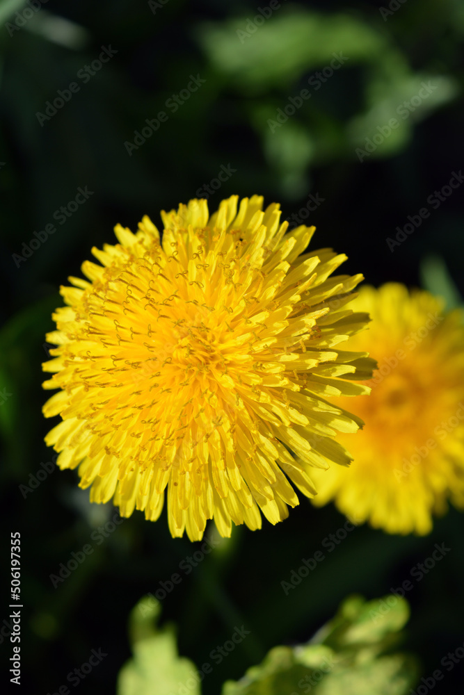 Bright colorful yellow dandelions growing in the sun. Beautiful blooming background, large flowers. Bright colorful yellow dandelions growing in the sun. Beautiful blooming background, large flowers.
