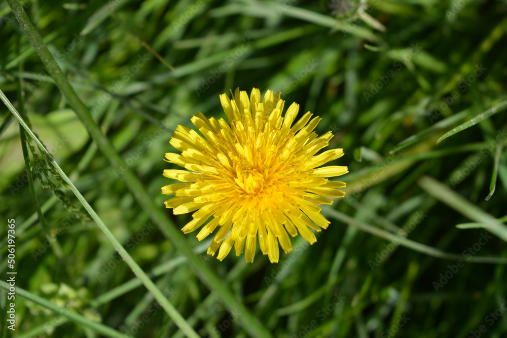 Bright colorful yellow dandelions growing in the sun. Beautiful blooming background, large flowers. Bright colorful yellow dandelions growing in the sun. Beautiful blooming background, large flowers.