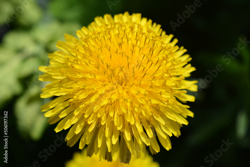 Bright colorful yellow dandelions growing in the sun. Beautiful blooming background  large flowers.