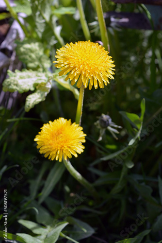 Bright colorful yellow dandelions growing in the sun. Beautiful blooming background  large flowers.