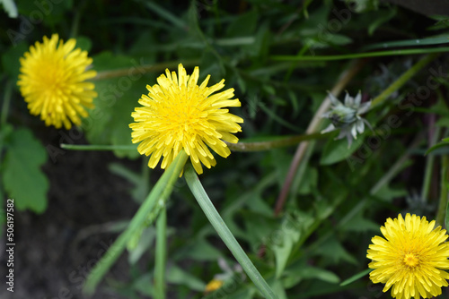 Bright colorful yellow dandelions growing in the sun. Beautiful blooming background, large flowers.