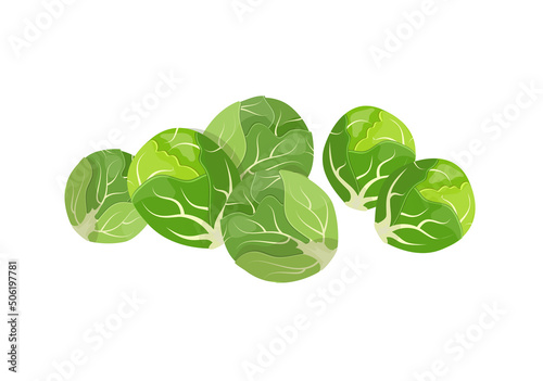 Brussels sprouts, flat style vector illustration isolated on white background