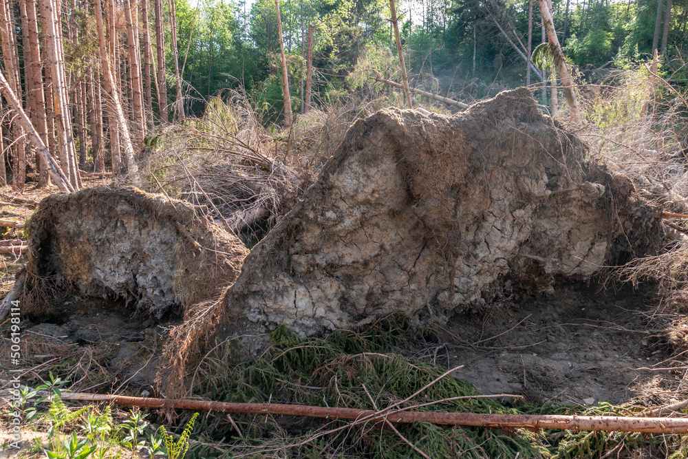 Obraz premium Sturmschaden im Wald