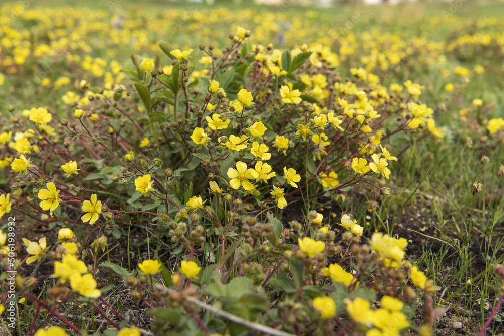 yellow flowers in a clearing yellow flowers in a clearing