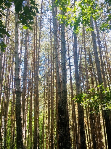 Fototapeta Naklejka Na Ścianę i Meble -  Giant trees in a forest