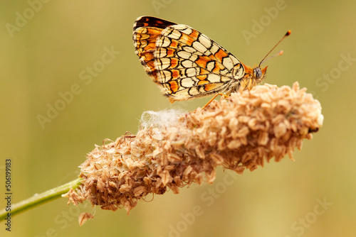 Little butterfly resting