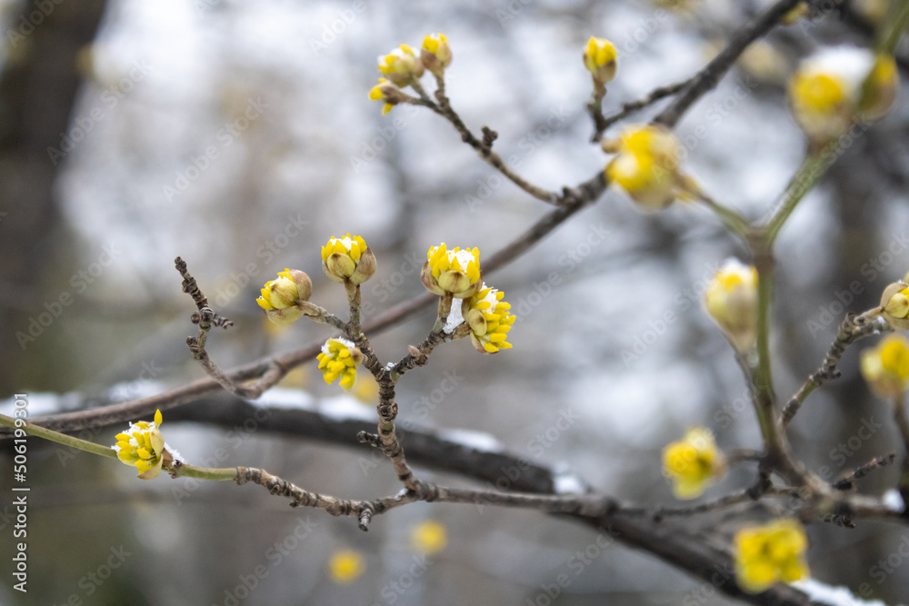 Blooming shrub with yellow flowers. Buds of the first plants and trees. Macro photo Blooming shrub with yellow flowers. Buds of the first plants and trees. Macro photo