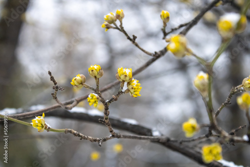 Blooming shrub with yellow flowers.  Buds of the first plants and trees.  Macro photo © LisaVoron