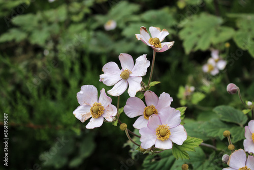 Anemona japonica light pink flowers. Summer close up photo