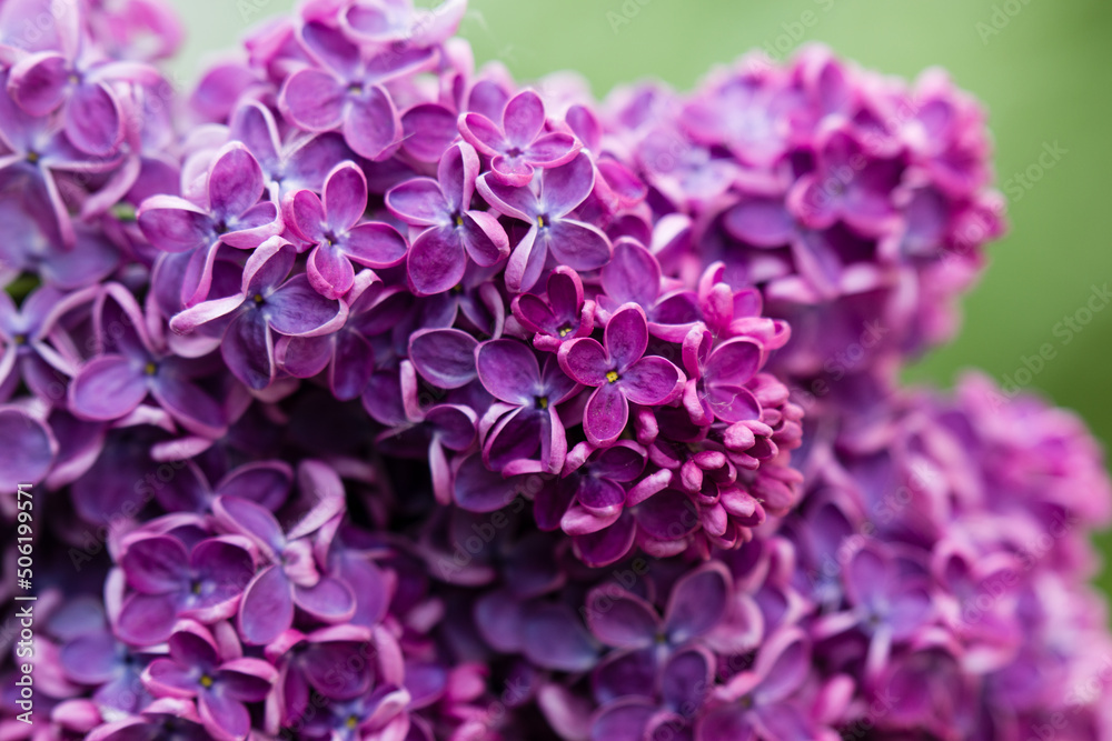 bunches of lilac flowers in spring