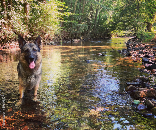 Happy german shepherd dog in a river © Nolwenn