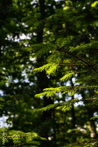 Closeup of fir branches with young buds in spotlight  blurred background  Germany