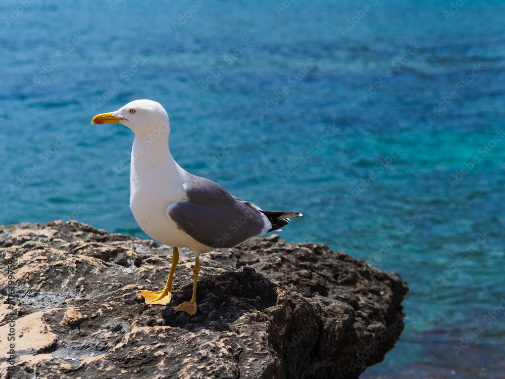 Seagull on the sea coast. Curious wild bird Seagull on the sea coast. Curious wild bird