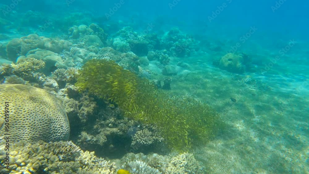 Massive school of juvenile Rabbitfish in shallow water swims over coral reef in sunrays. Bait ball above coral reef. Rabbitfishes (Siganidae) Massive school of juvenile Rabbitfish in shallow water swims over coral reef in sunrays. Bait ball above coral reef. Rabbitfishes (Siganidae)