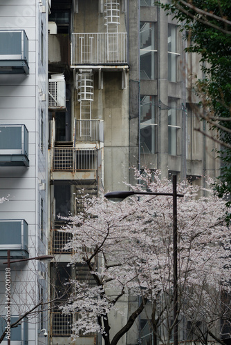 桜と外階段