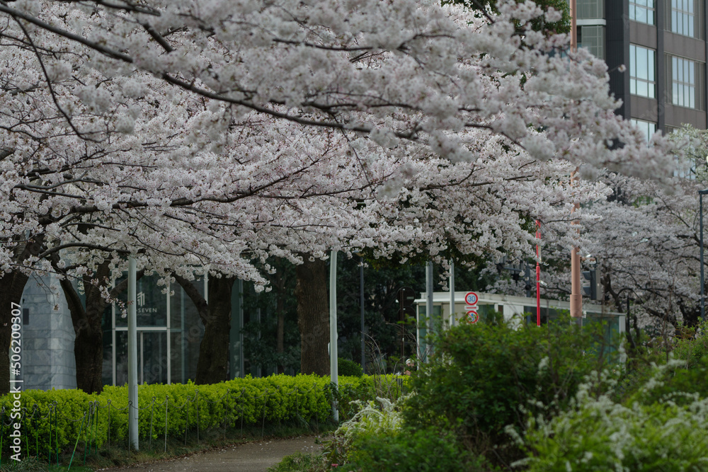 桜が満開の東京ミッドタウン