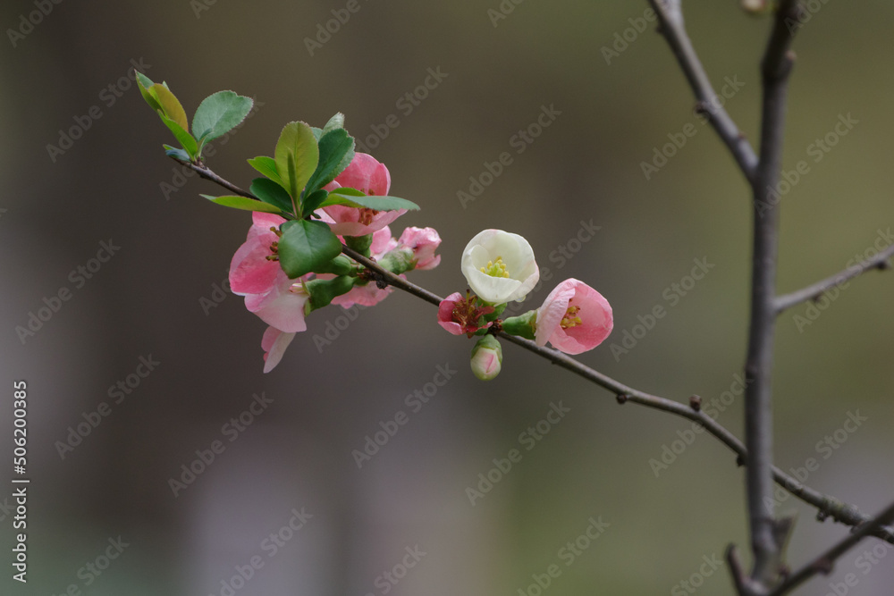 白とピンクの梅