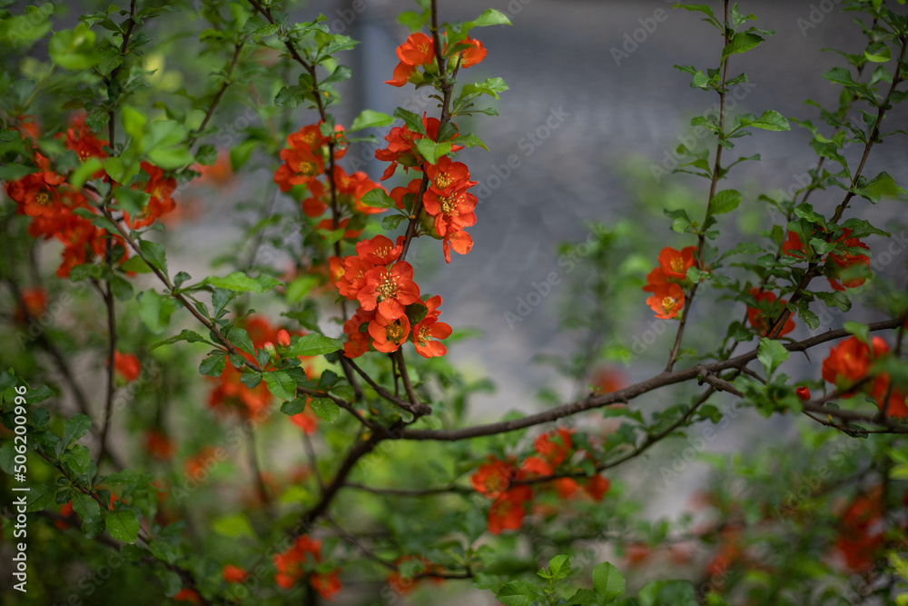 spring flower blossom trees, sakura, cherry, apple tree spring flower blossom trees, sakura, cherry, apple tree