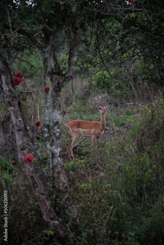 impala in the thicket