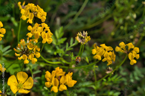 Yellow flowers of common bird s-foot trefoil  Lotus corniculatus  pea family Fabaceae and the wool carder bee Anthidium punctatum  flying bee