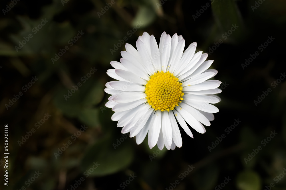 Obraz premium Beautiful Flowers