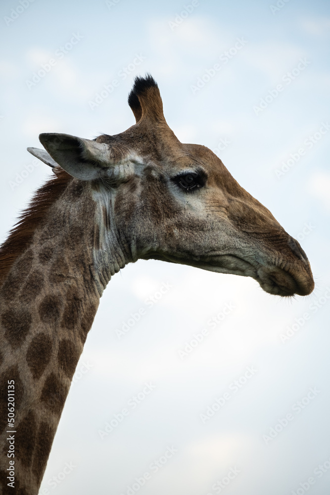 Fototapeta premium giraffe close up