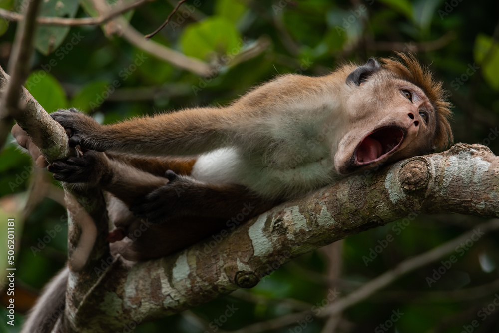 Portrait of bored monkey lying and having rest on a tree branch with opened eyes looking aside and open jaw.