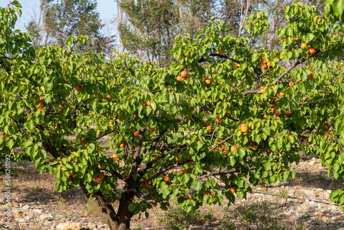 apricots on a tree, red of Roussillon