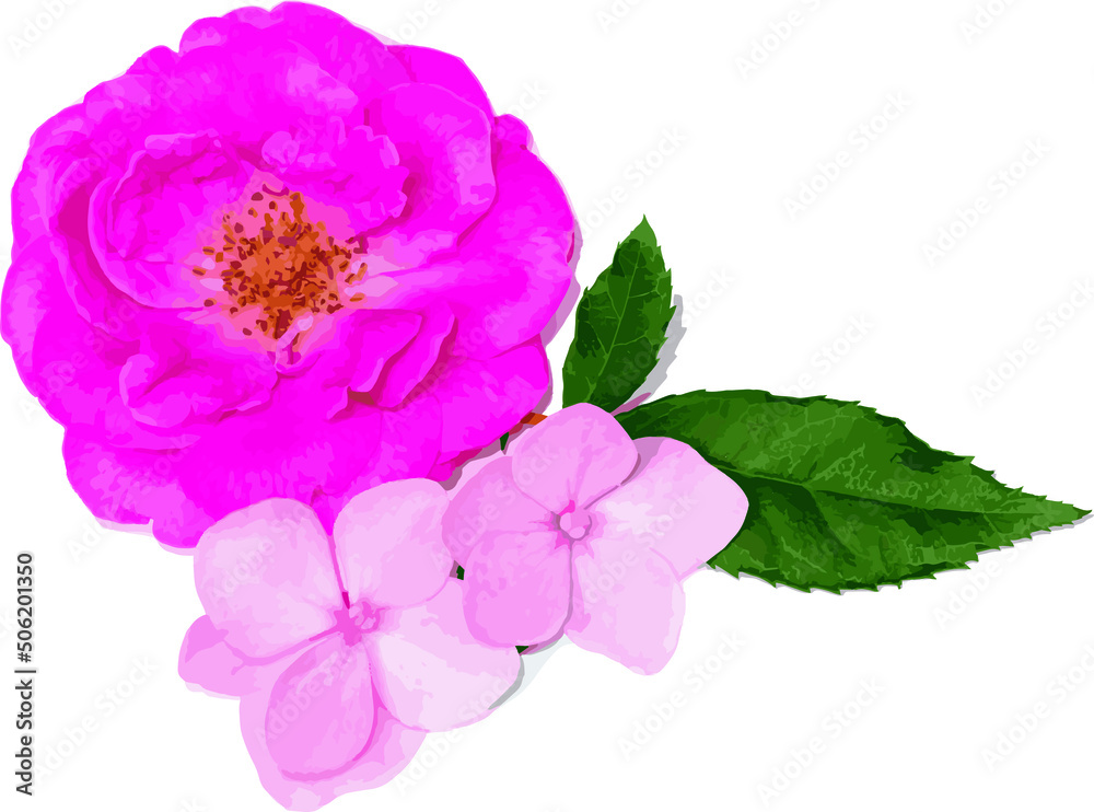 Damask Rose flower with Hydrangea flower. Damask Rose flower with Hydrangea flower.