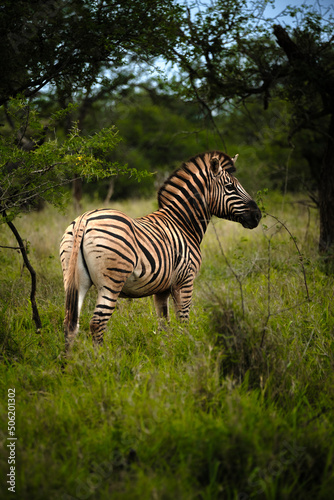 zebra standing