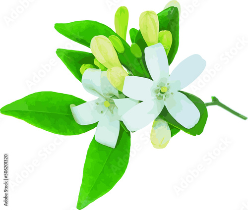 Abstract White Orange Jasmine or China Box flower with leaf on white background. (Scientific name Murraya paniculata) 