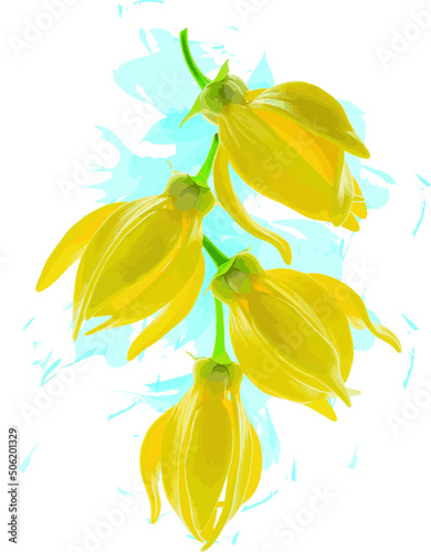 Vászonkép Abstract of climbing ylang-ylang flower with blue color spread background