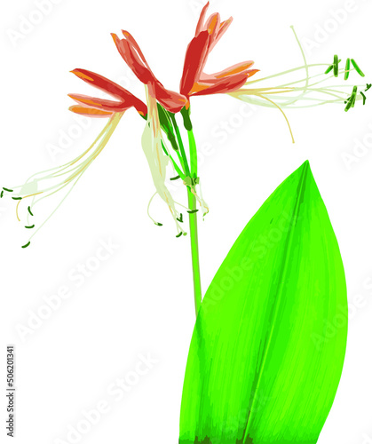 Abstract of Queen lily flower with leaf on white background. (Scientific name Eucrosia bicolor Ker Gawl plant)