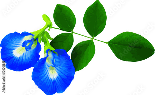 Abstract of Blue Pea flower or Butterfly Pea flower on white background. (Scientific name Clitoria ternatea) 