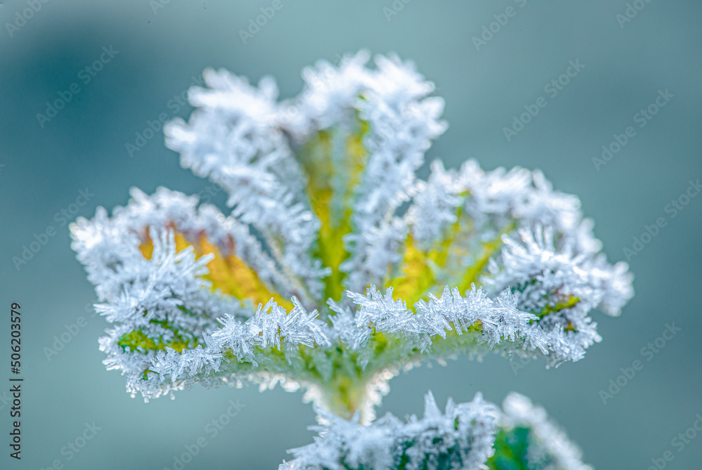 Frosted leaves in the park winter time Frosted leaves in the park winter time