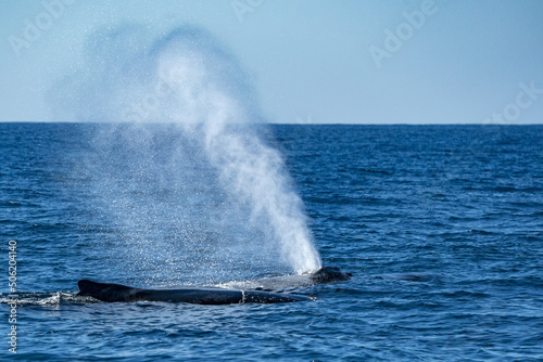 mother and calf humpback whale in pacific ocean