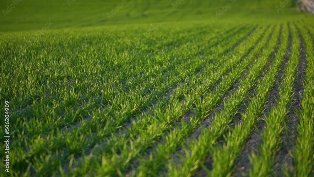 Green wheat field on a sunny day. rural industry, cultivation of cereal crops Green wheat field on a sunny day. rural industry, cultivation of cereal crops