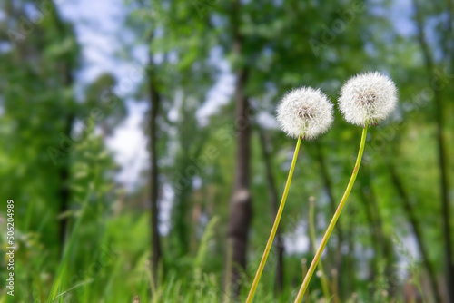 Two dandelions reaching for the light