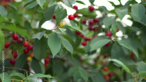 Cherry in the garden. Ripe, red fruits on a tree close-up