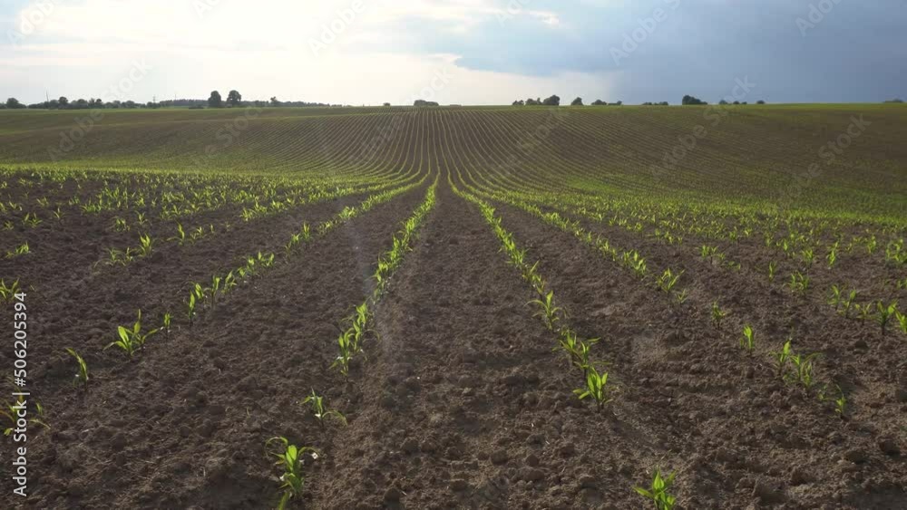 Green field with corn. Rows of young germinated plants. Agricultural industry. Beautiful summer rural landscape Green field with corn. Rows of young germinated plants. Agricultural industry. Beautiful summer rural landscape