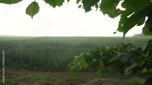 Big downpour on the background of green wheat. Raindrops on a tree branch