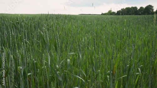Green field of wheat. Rural industry, growing crops
