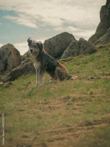 dog in the mountains