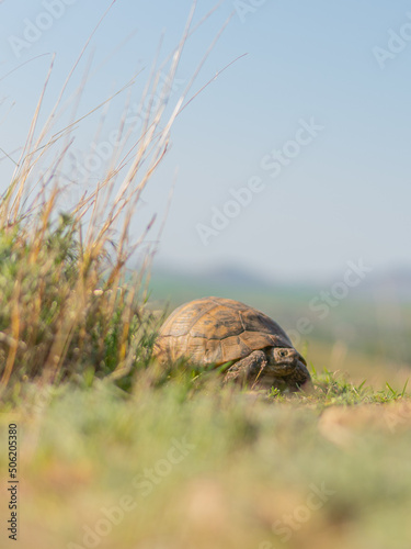 turtle on the grass