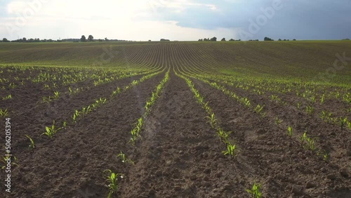 Green field with corn. Rows of young germinated plants. Agricultural industry. Beautiful summer rural landscape