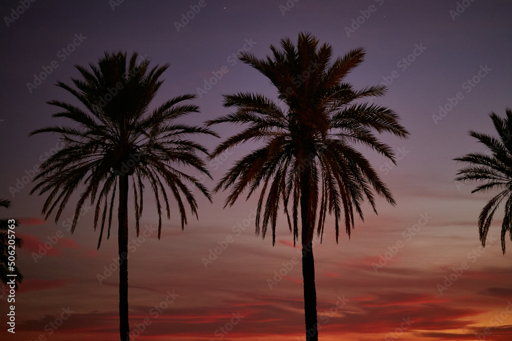 Obraz premium Palm trees against the sunset sky. Stunning palm trees on the street. 