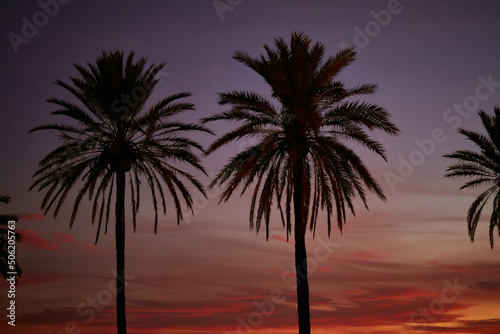 Palm trees against the sunset sky. Stunning palm trees on the street. 