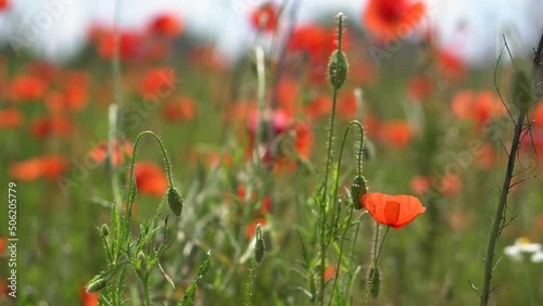 Red poppies bloom in the field. Background of beautiful flowers